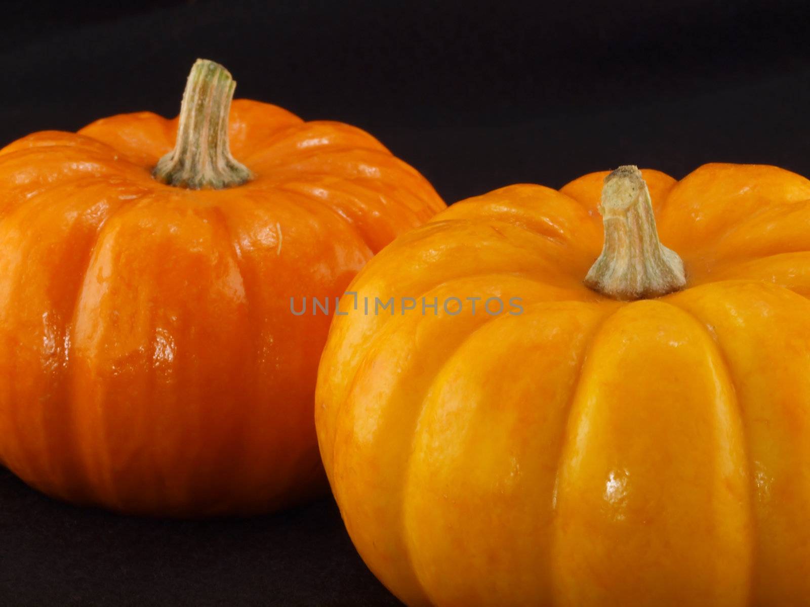 Mini Pumpkins Isolated on a Black Cloth Background