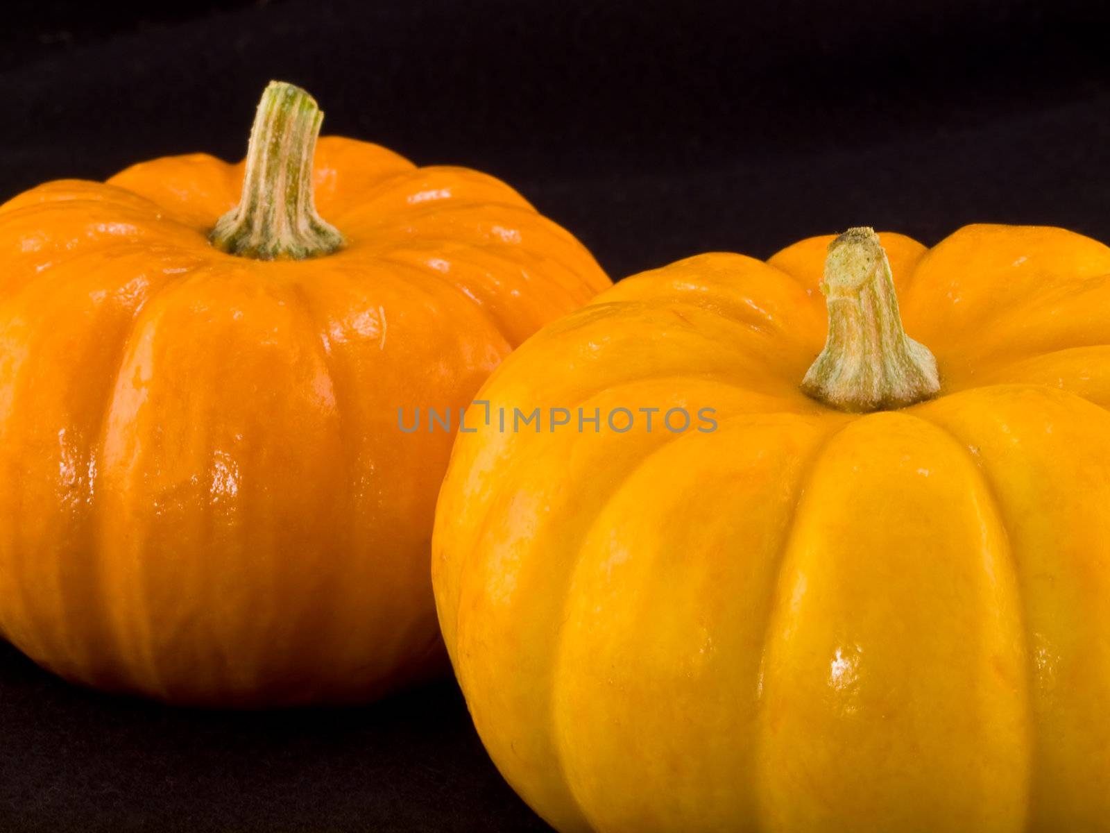 Mini Pumpkins Isolated on a Black Cloth Background