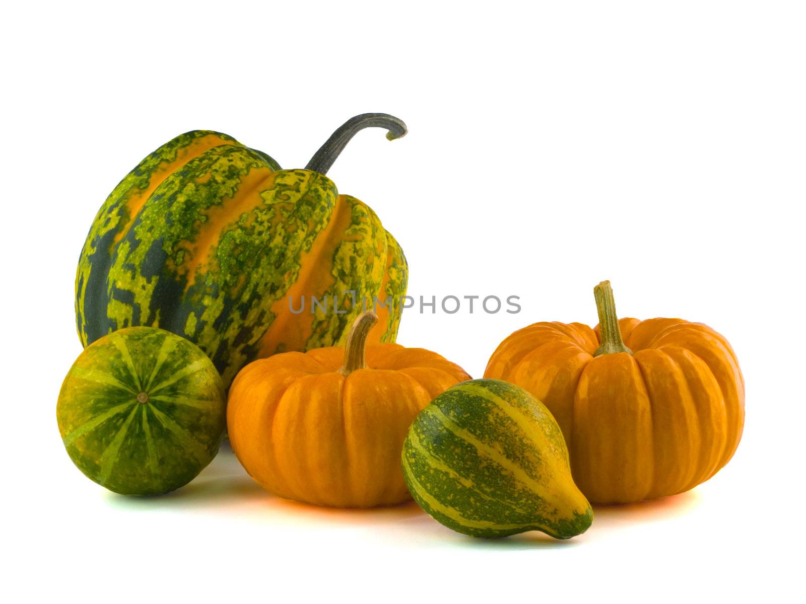 Mini Pumpkins Isolated on White
