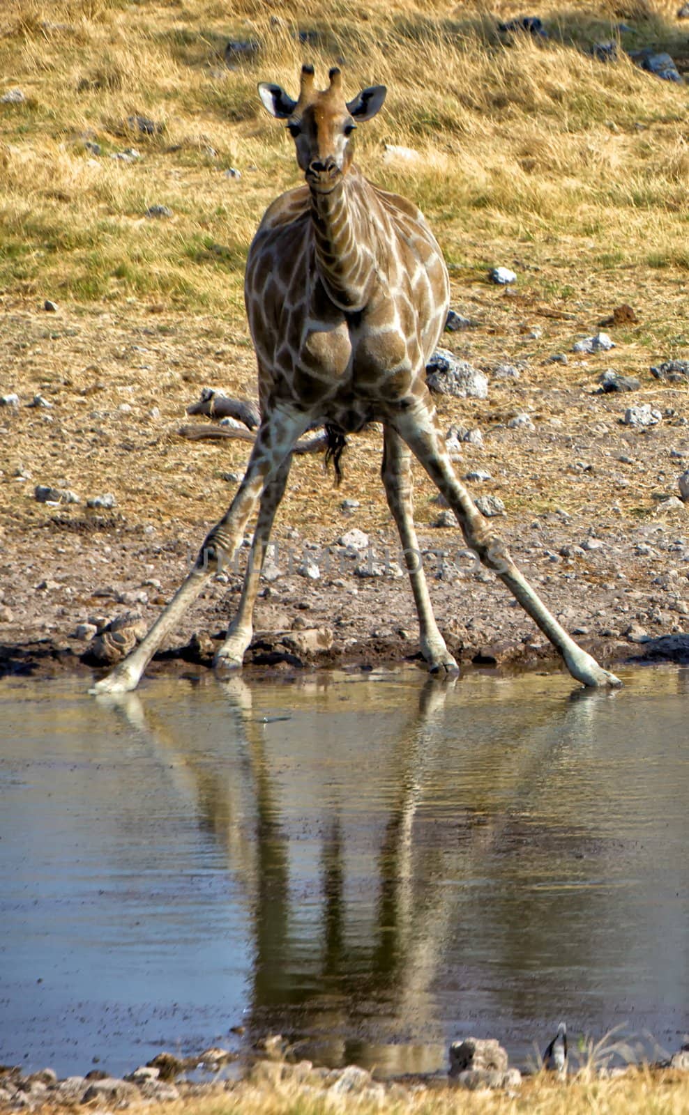 a girafe taken by surprise at etosha national park namibia