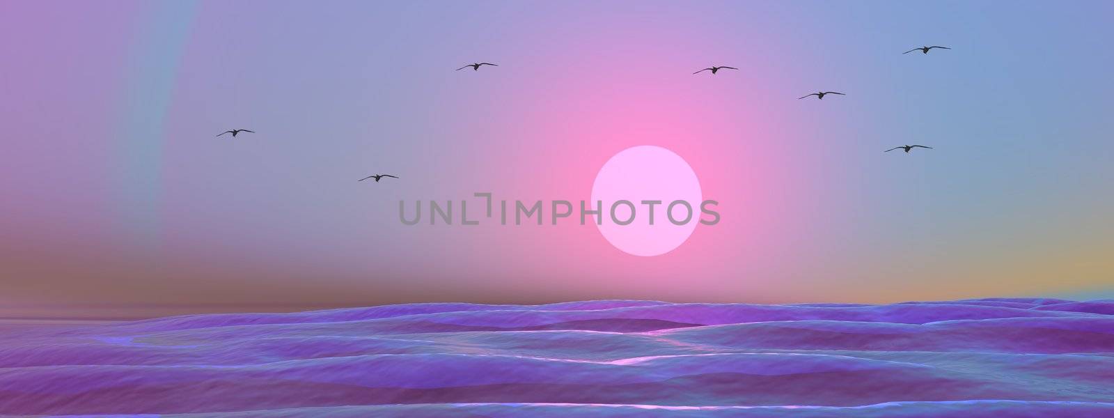 sea and birds