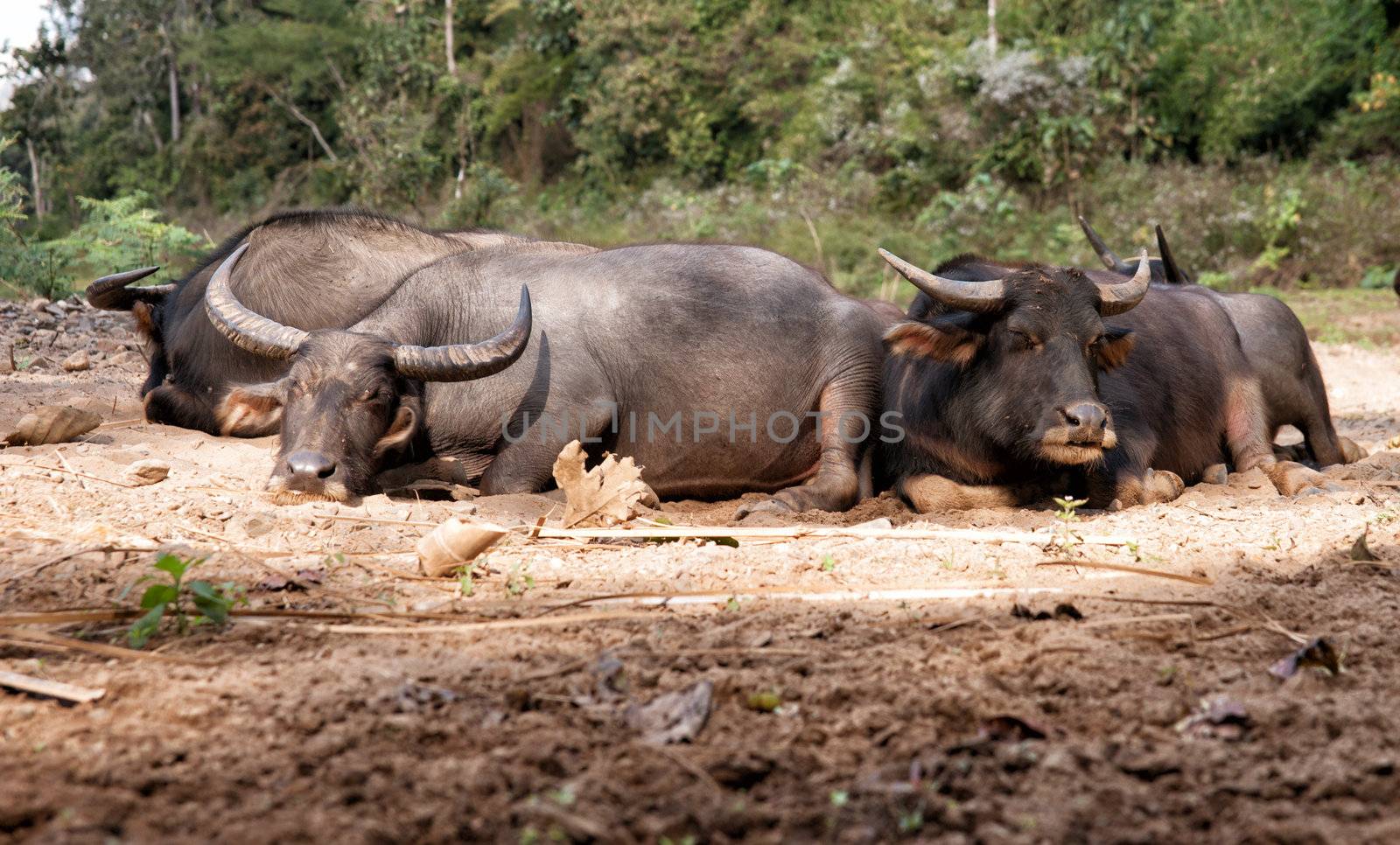 sleeping water buffalo by clearviewstock