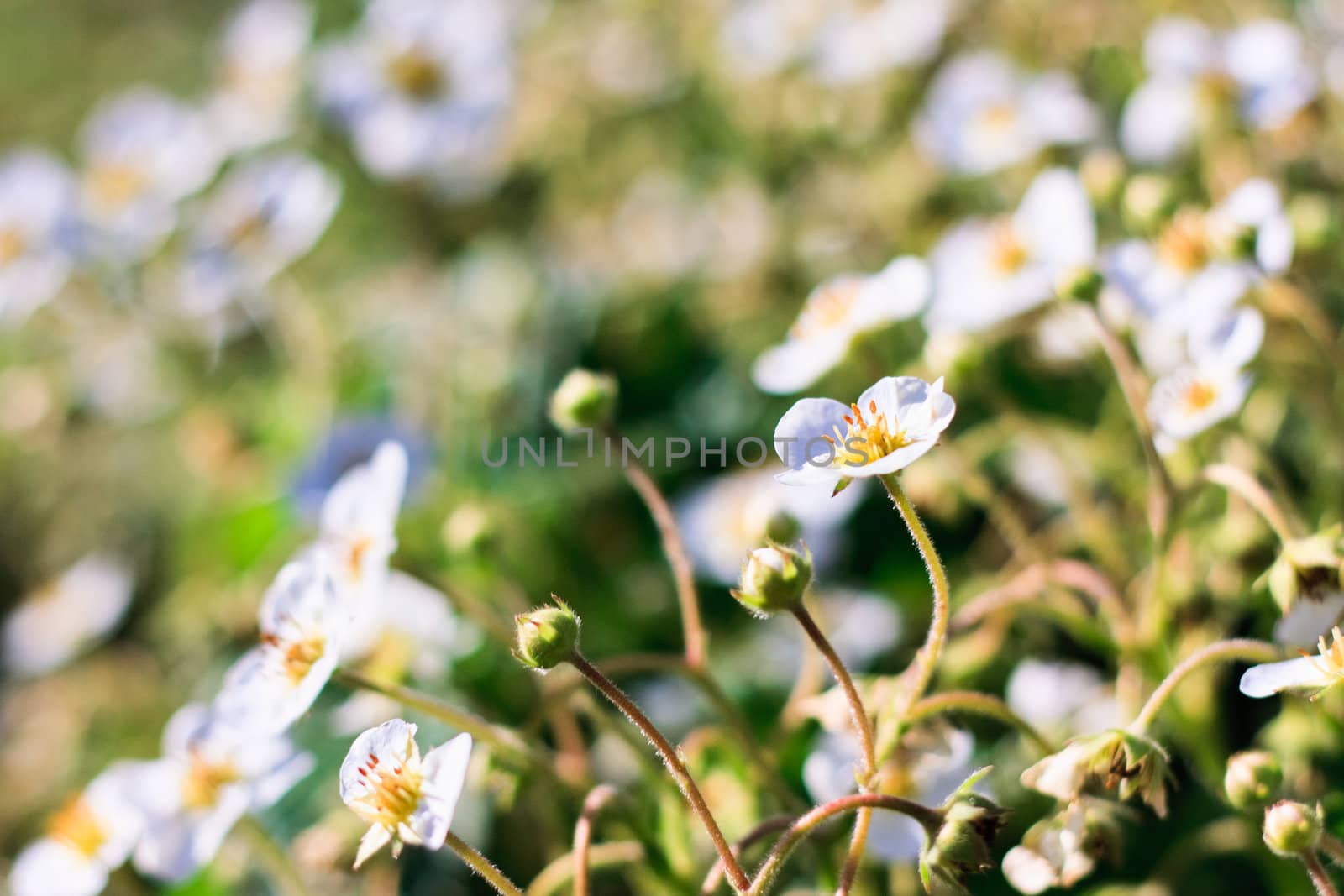 Detail of strawberry flowers on green background.