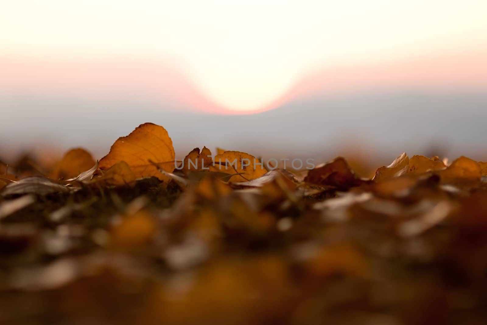 Autumn Leaves and Sunset, Selective Focus
