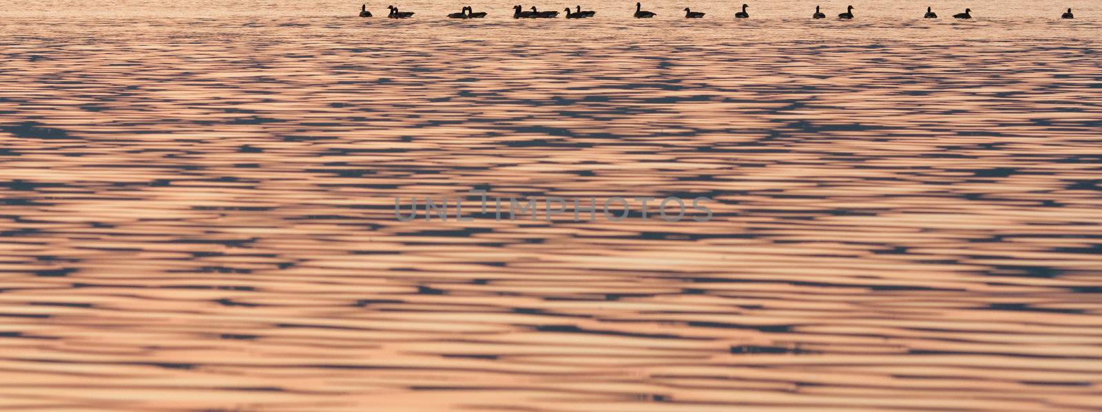 Sunset Ducks by toliknik