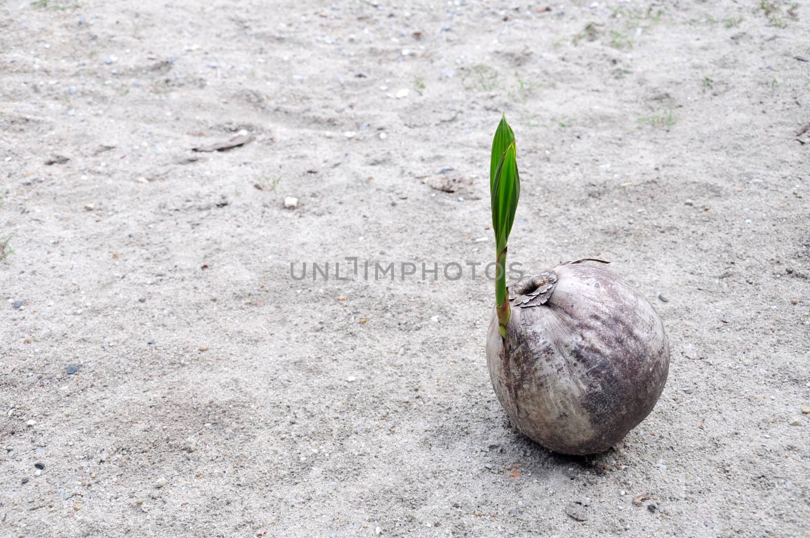 Sprout of coconut tree 
