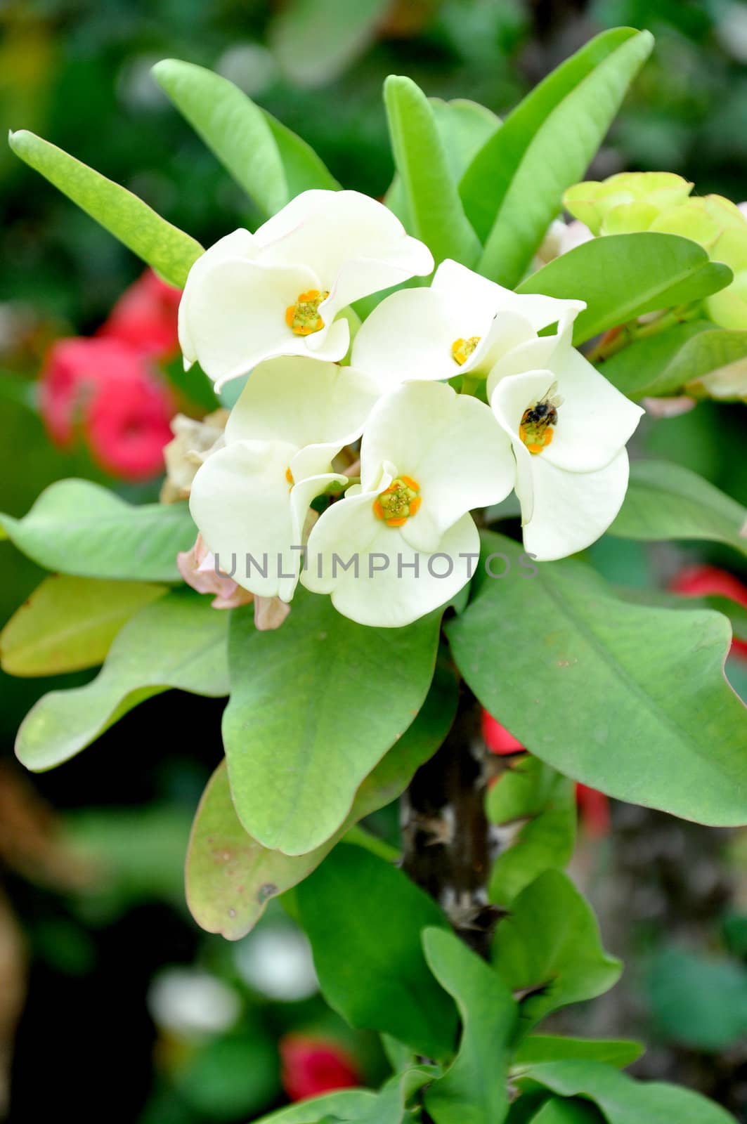 Close up of Euphorbia Milii flowers