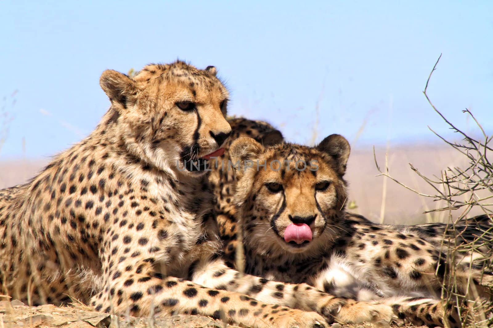 cheetahs showing their tongs in etosha national park namibia africa