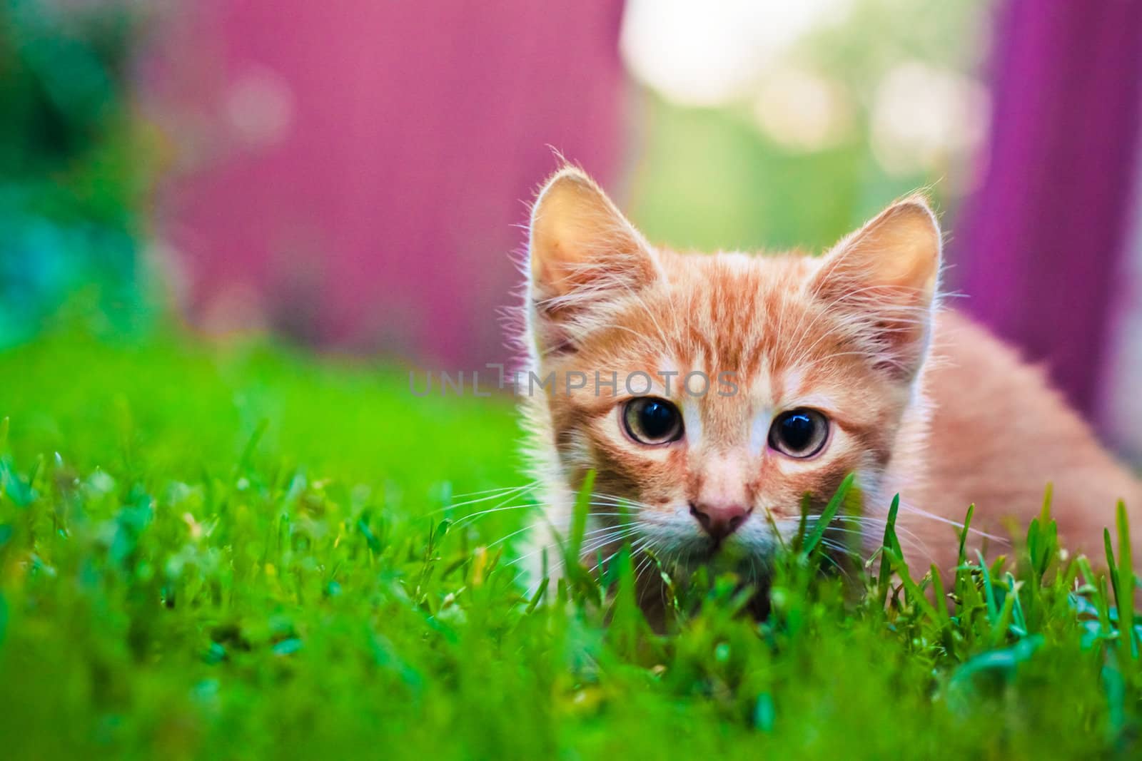 Young kitten is hunting on green grass by ryhor