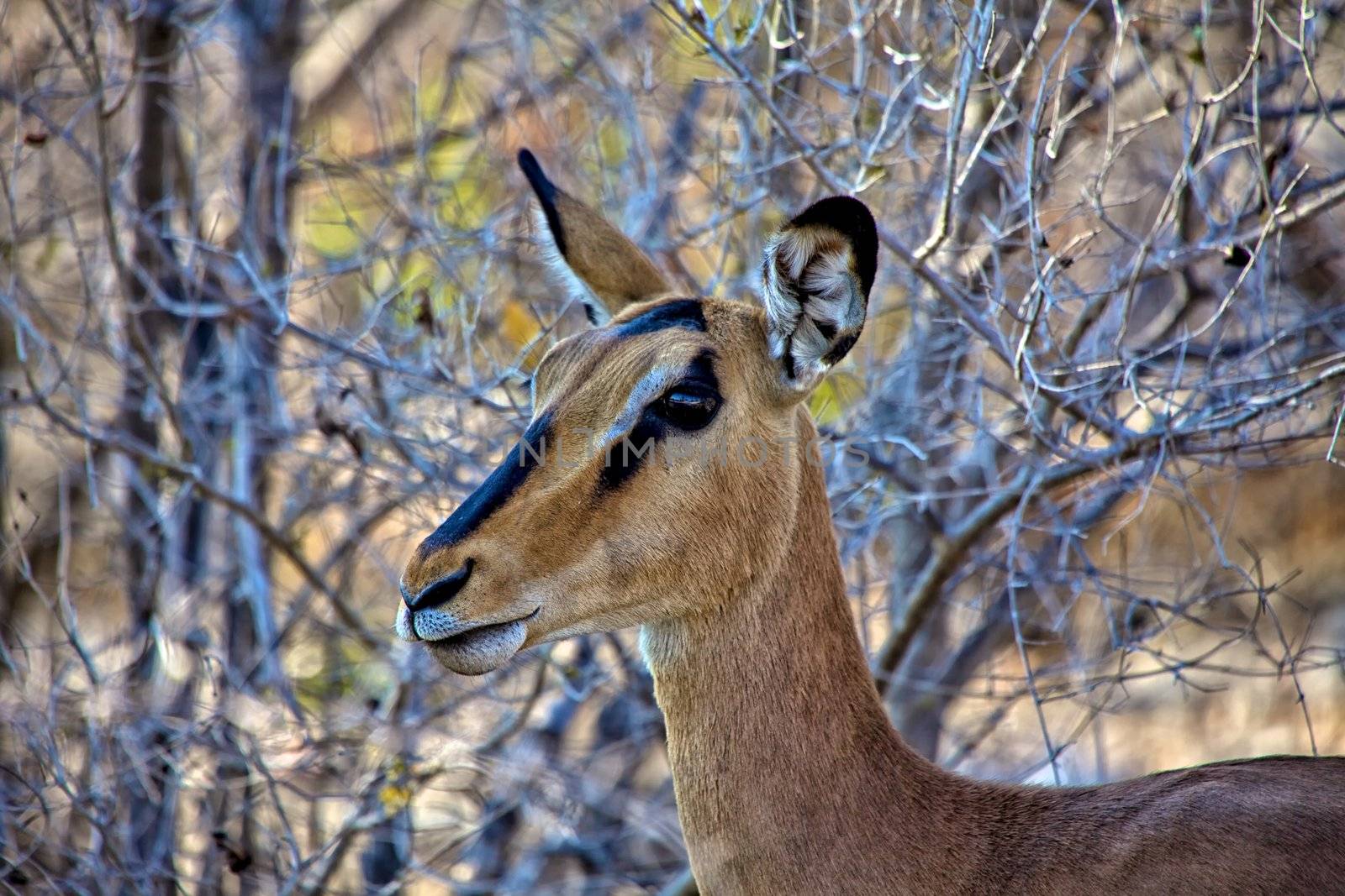 black-faced Impala close-up in etosha national park