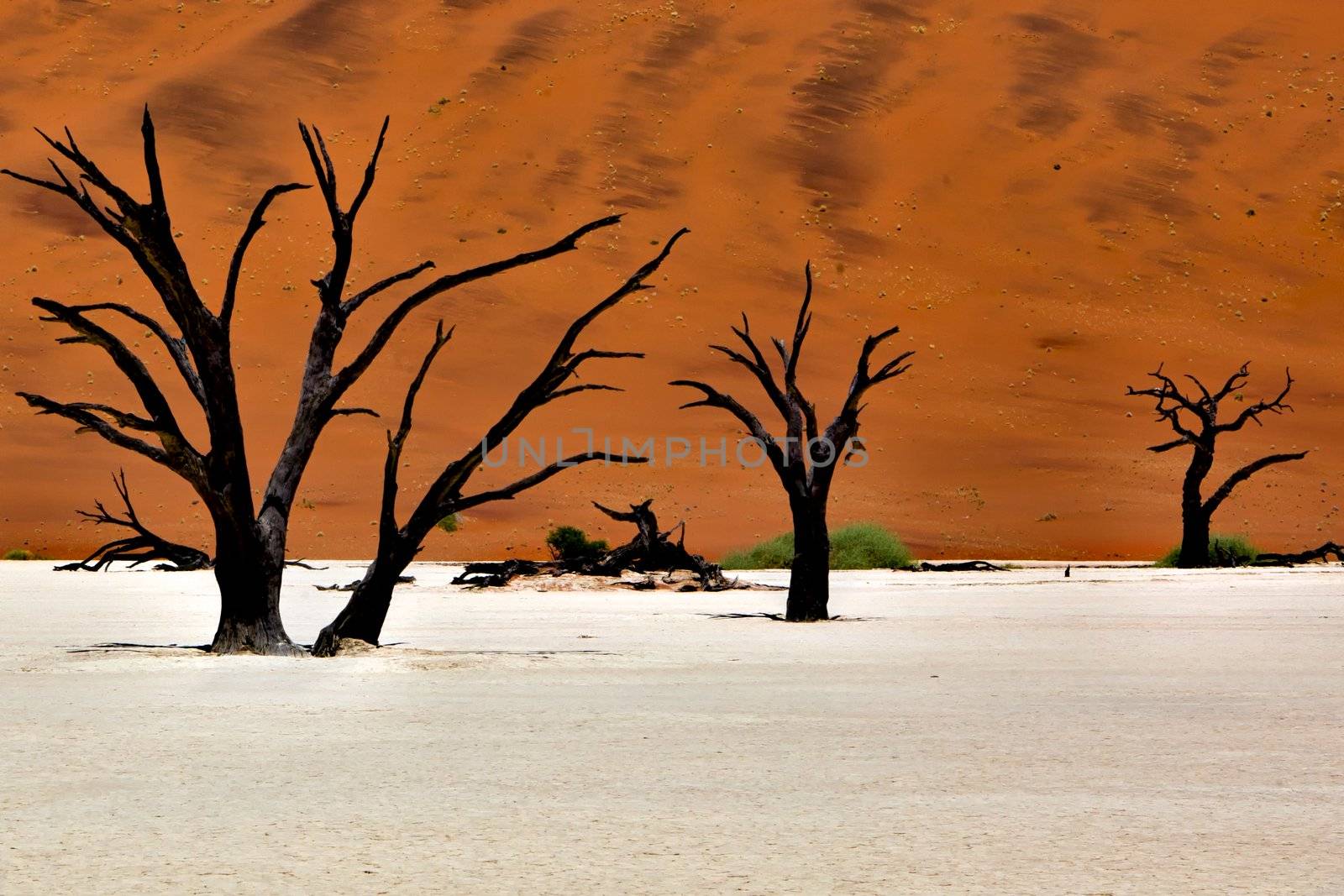 dead trees in front of a orange dune in deadvlei namib naukluft national park namibia