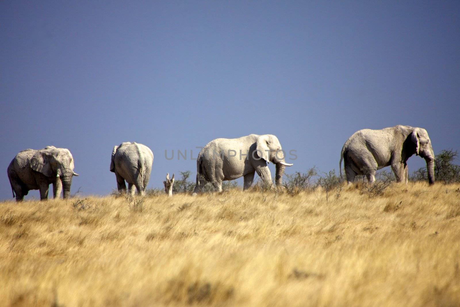 elephant in the grass at etosha national park namibia