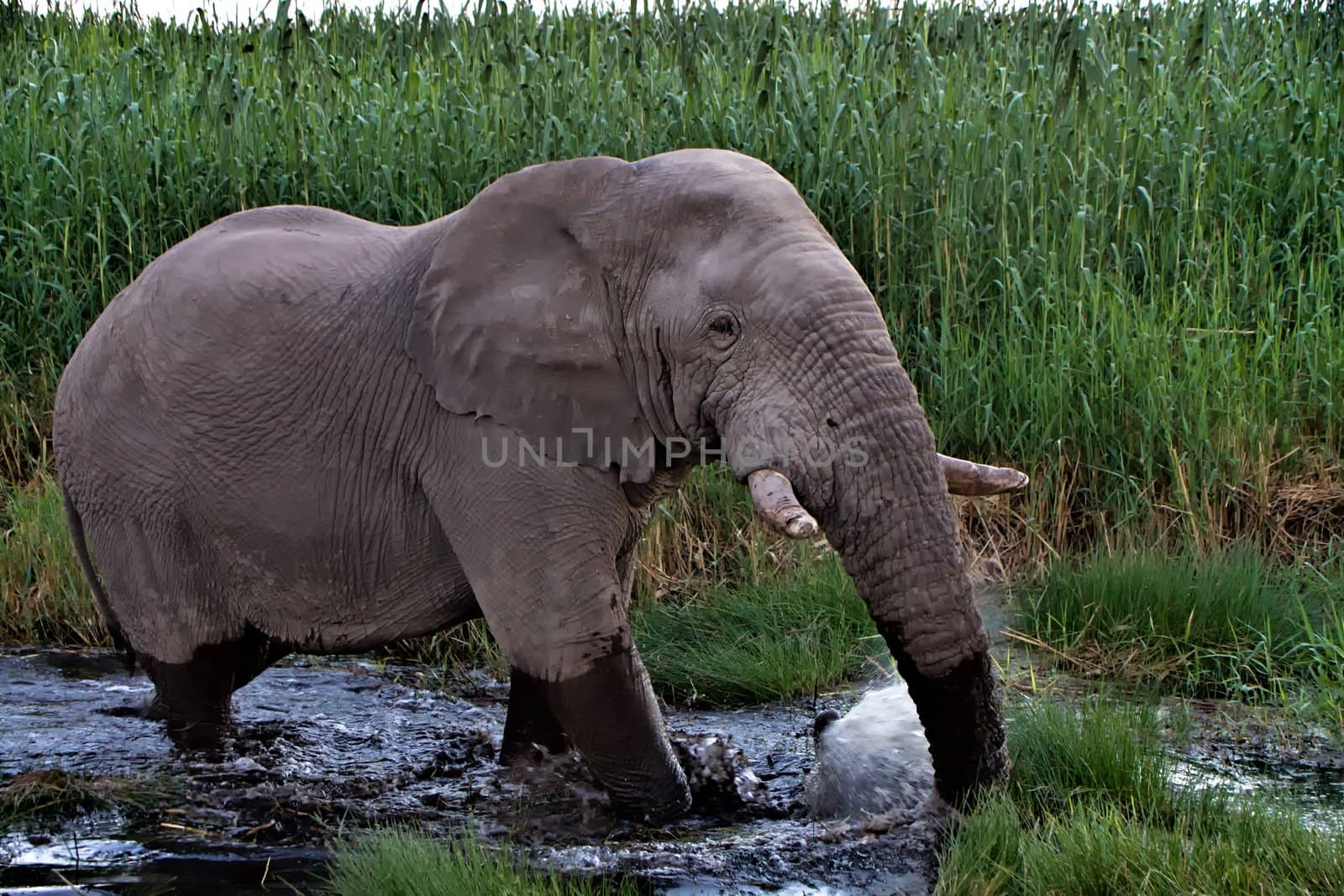 elephant walking in the water at etosha national park namibia