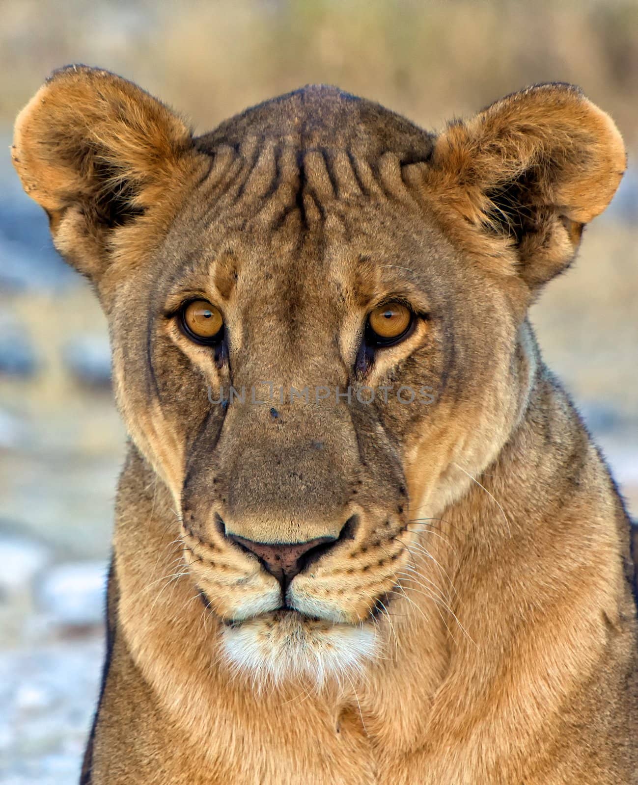 face close-up of a lion in etosha national park namibia africa