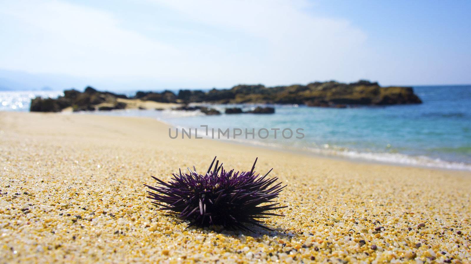 Closup of a purple seastar lying on the beach.