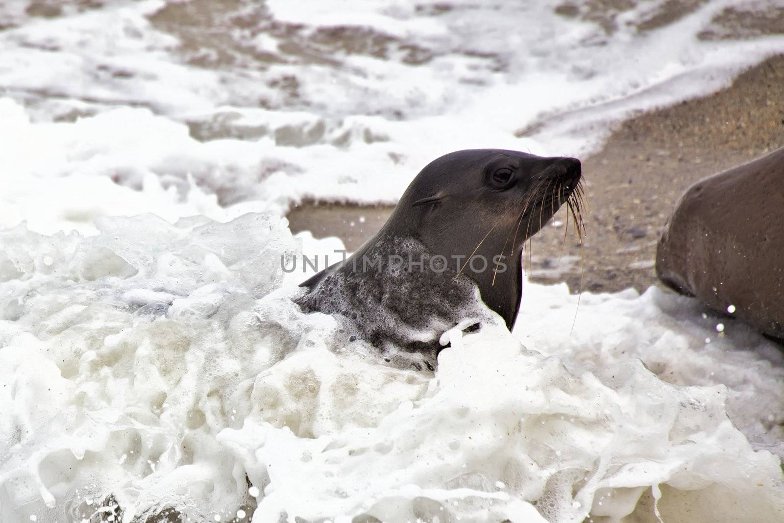 fur seal in the waves at cape cross seal reserve namibia near the skeleton coast