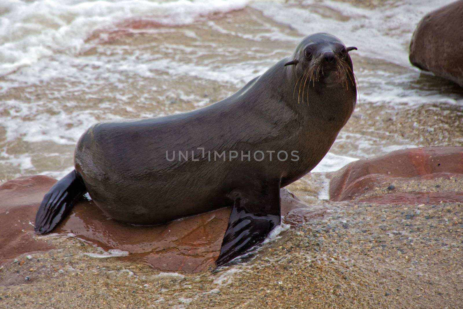 fur seal on the beach at cape cross seal reserve namibia near the skeleton coast