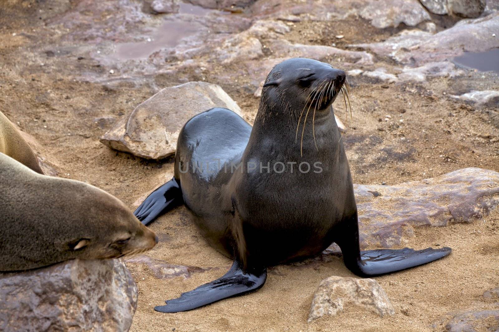 fur seal on the beach at cape cross seal reserve namibia near the skeleton coast
