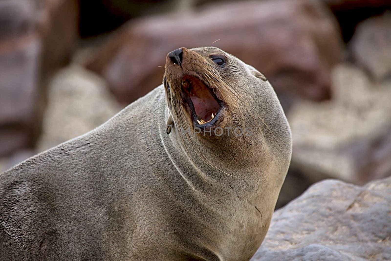 fur seal screaming on the beach at cape cross seal reserve namibia africa near the skeleton coast