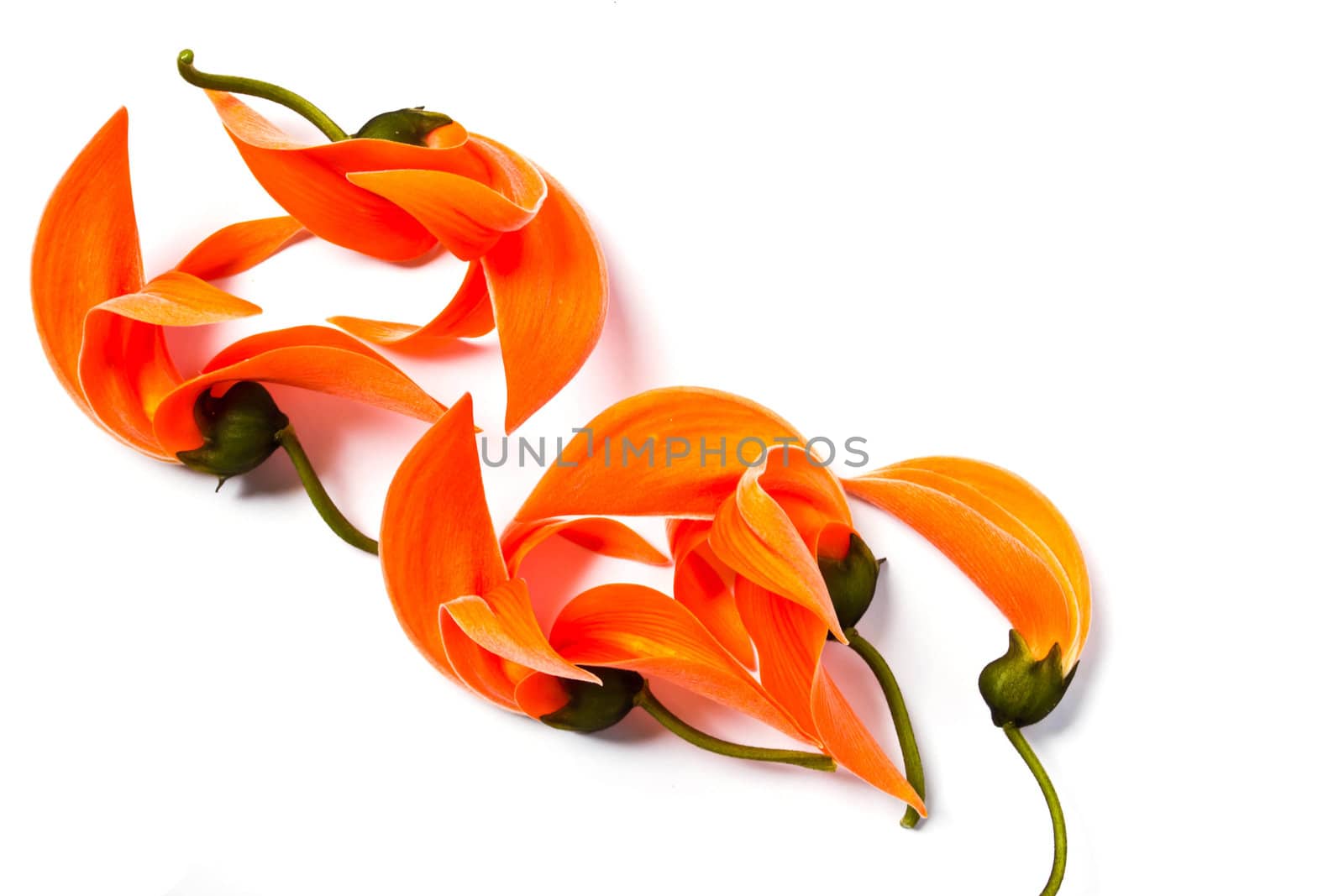 Dhak flower on white background