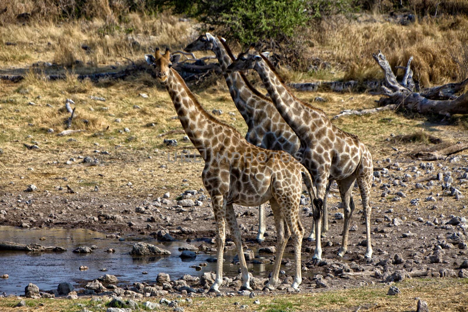 group of giraffe near a waterhole in etosha national park namibia africa