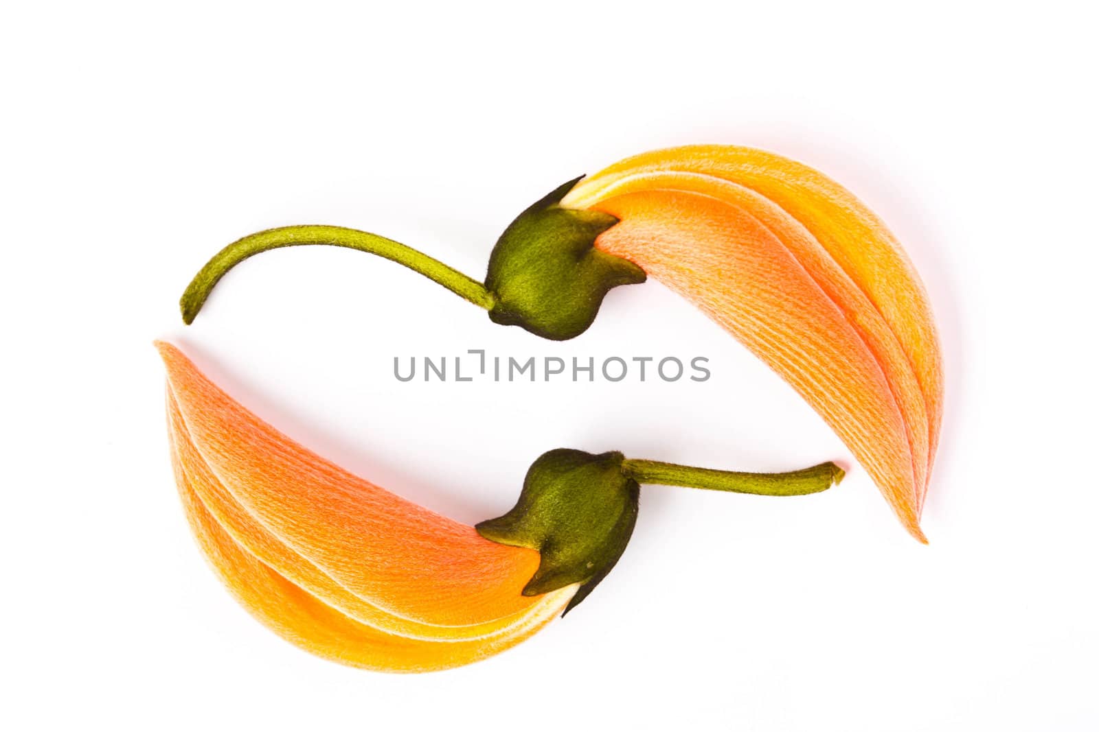 Dhak flower on white background