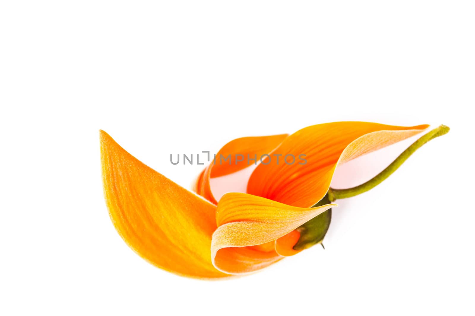 Dhak flower on white background