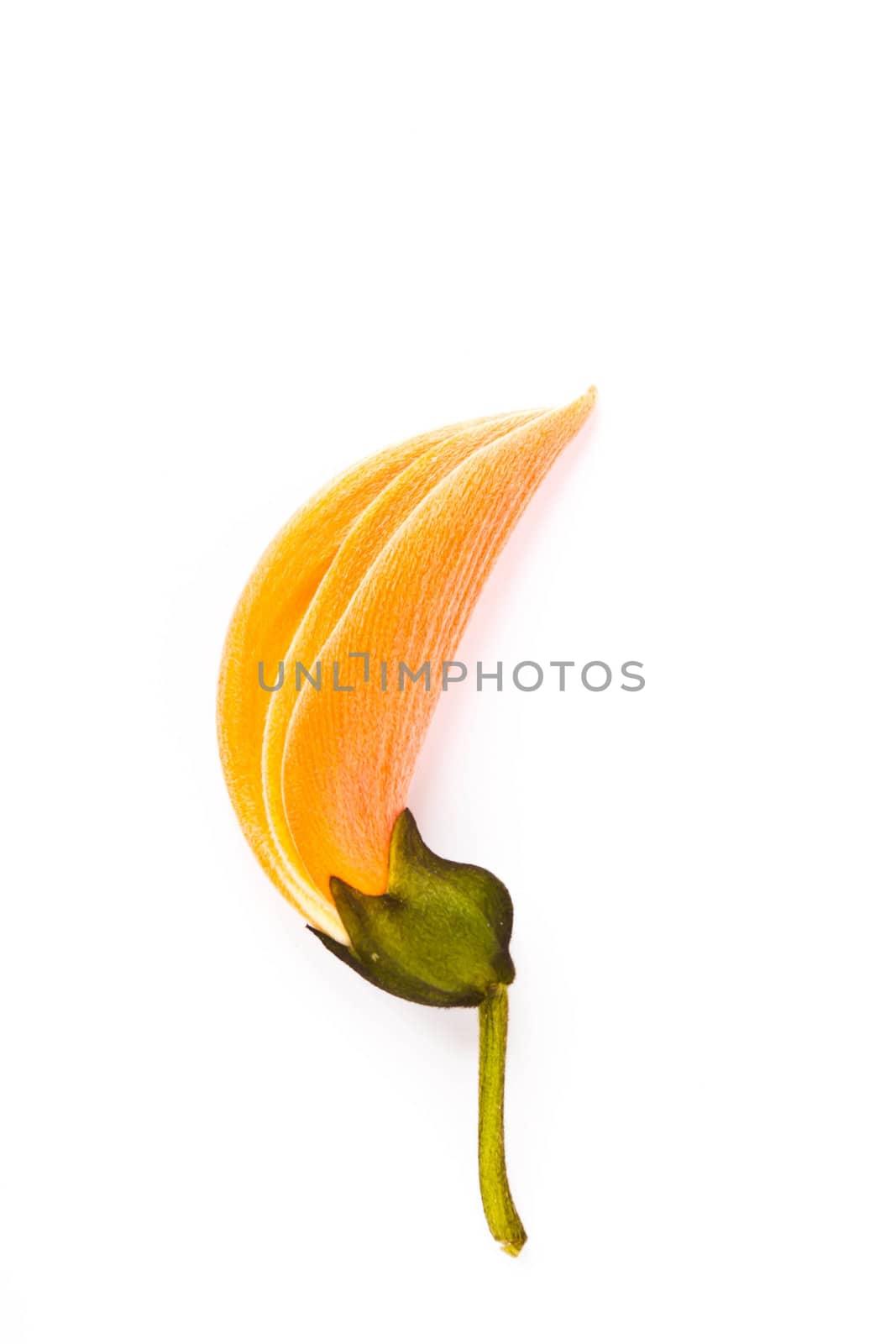 Dhak flower on white background