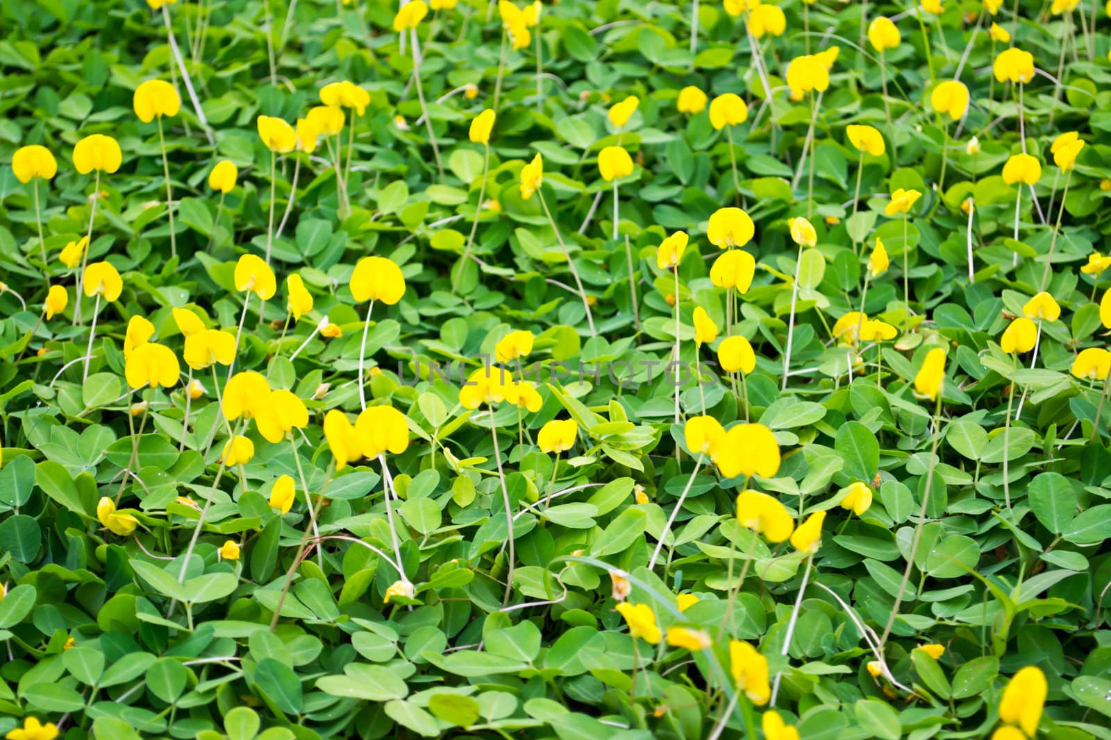 Pinto Peanut background
