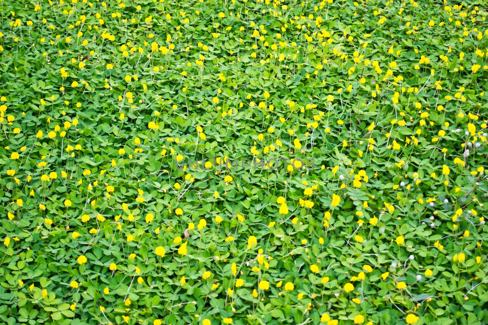 Pinto Peanut background