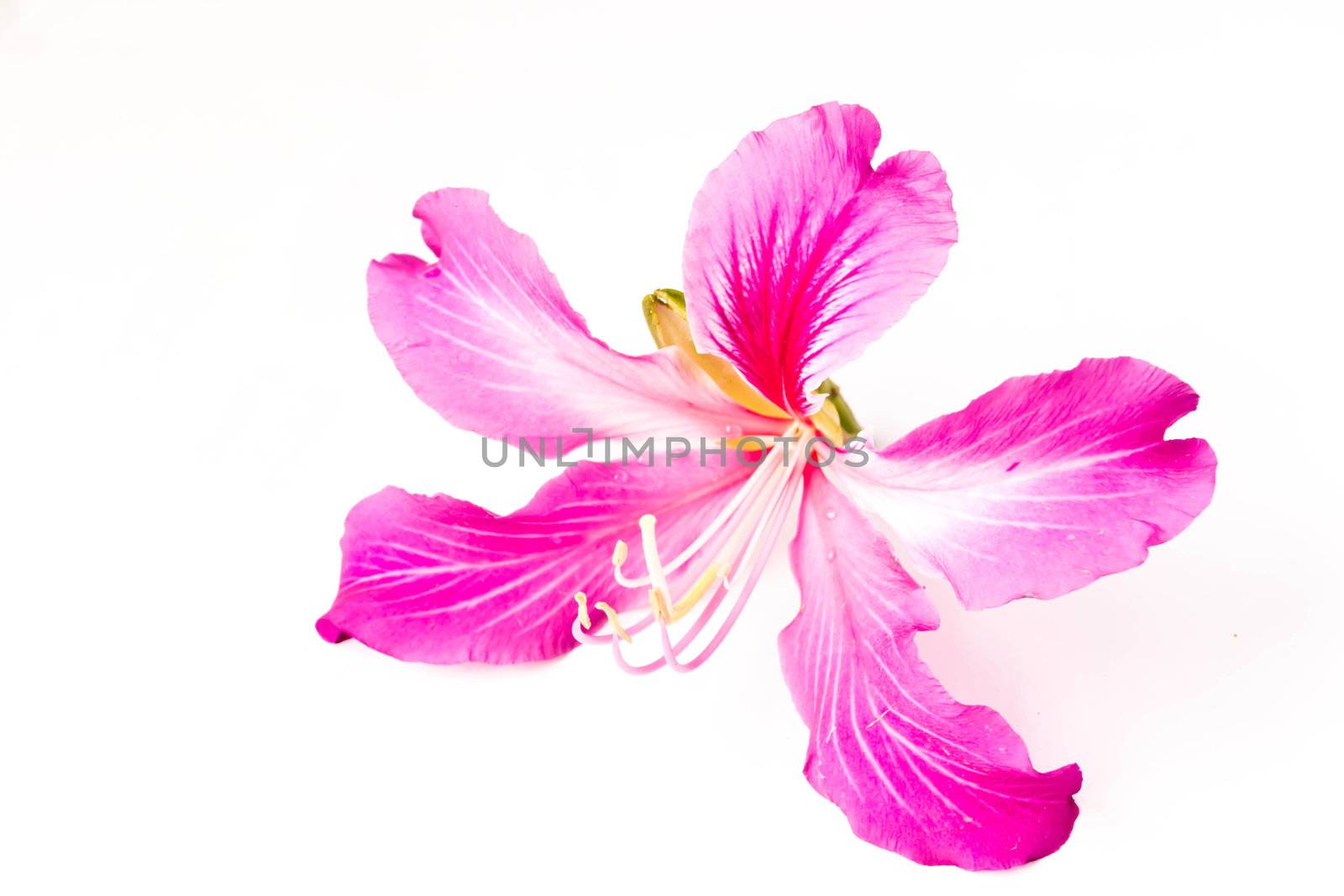 Orchid Tree on white background