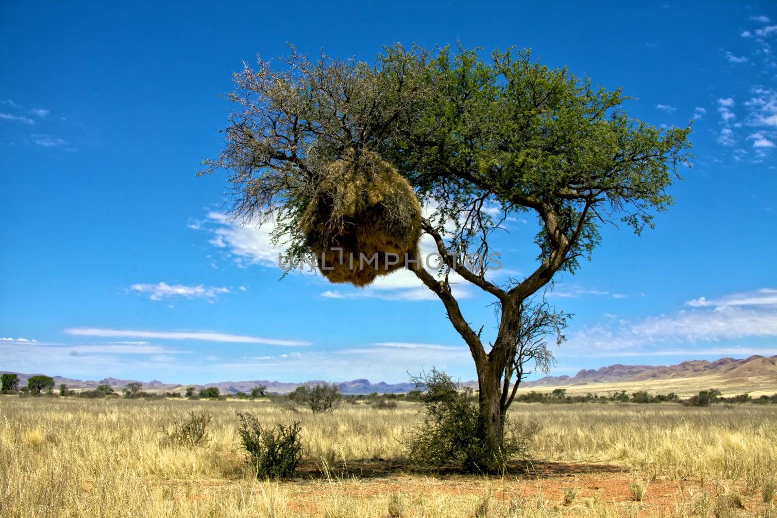 large sociable weaver's nest in a camelthorn tree at the namib naukluft national park namibia