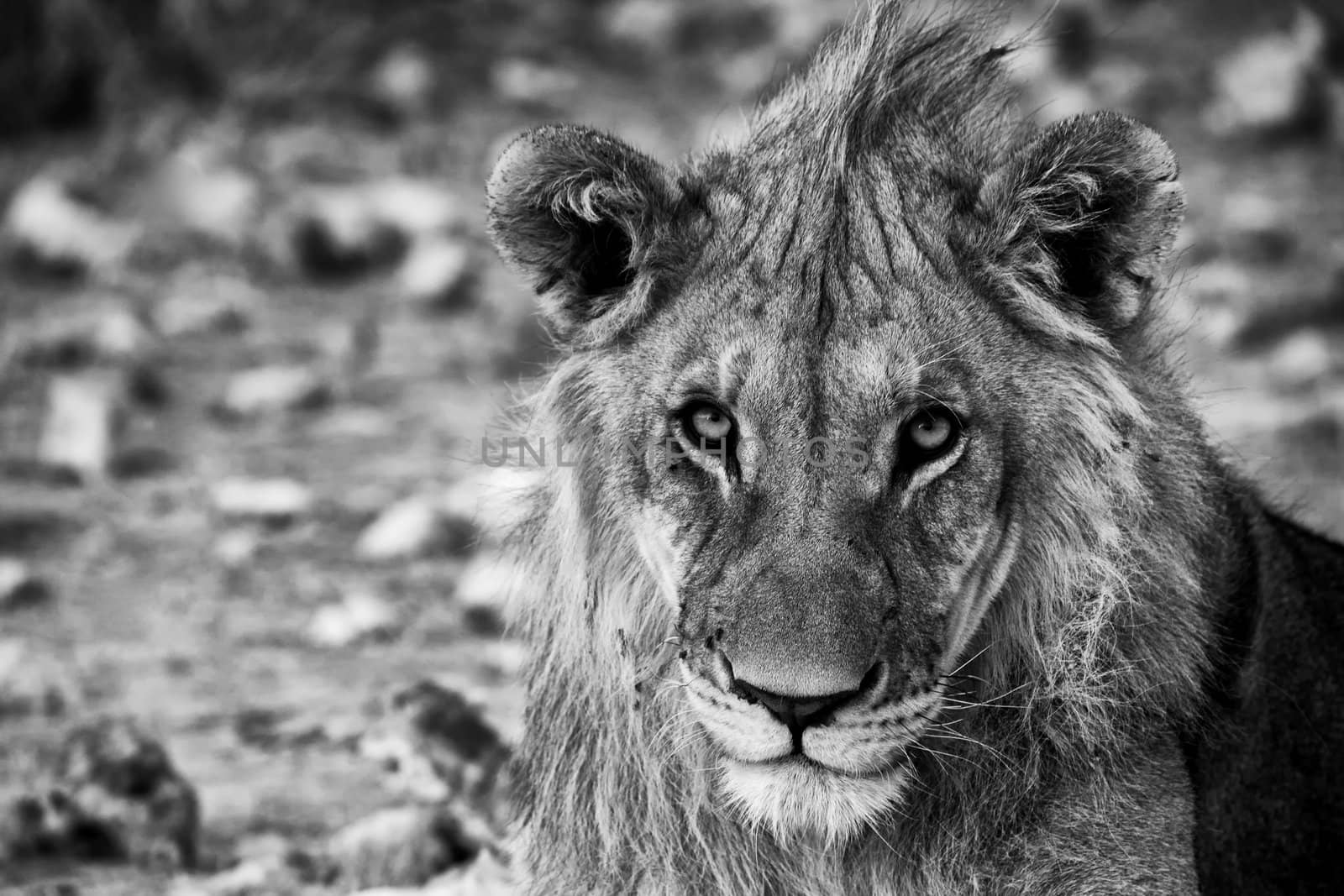 lion close-up art etosha national park namibia africa black and white