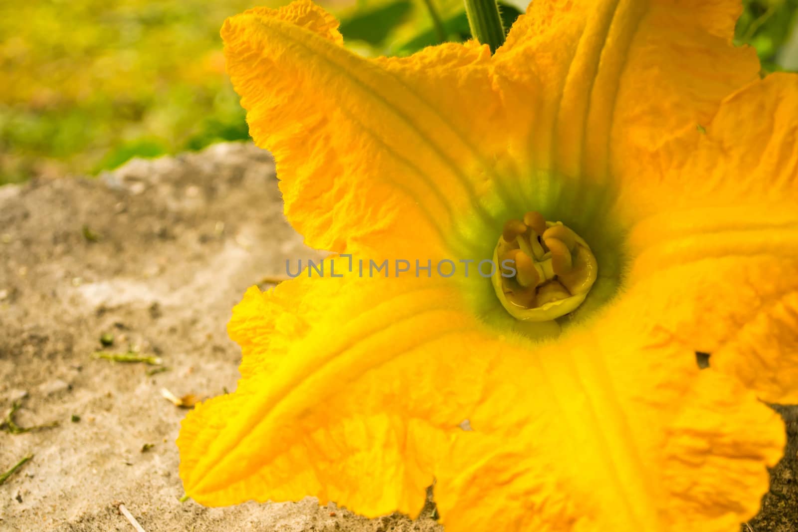 Pumpkin yellow flower