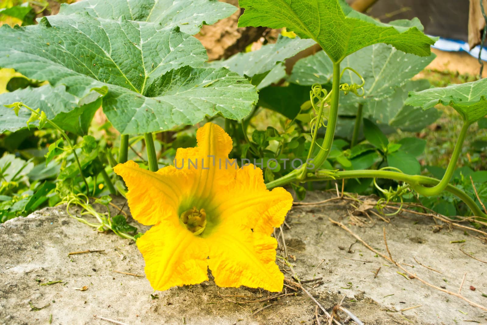 Pumpkin yellow flower