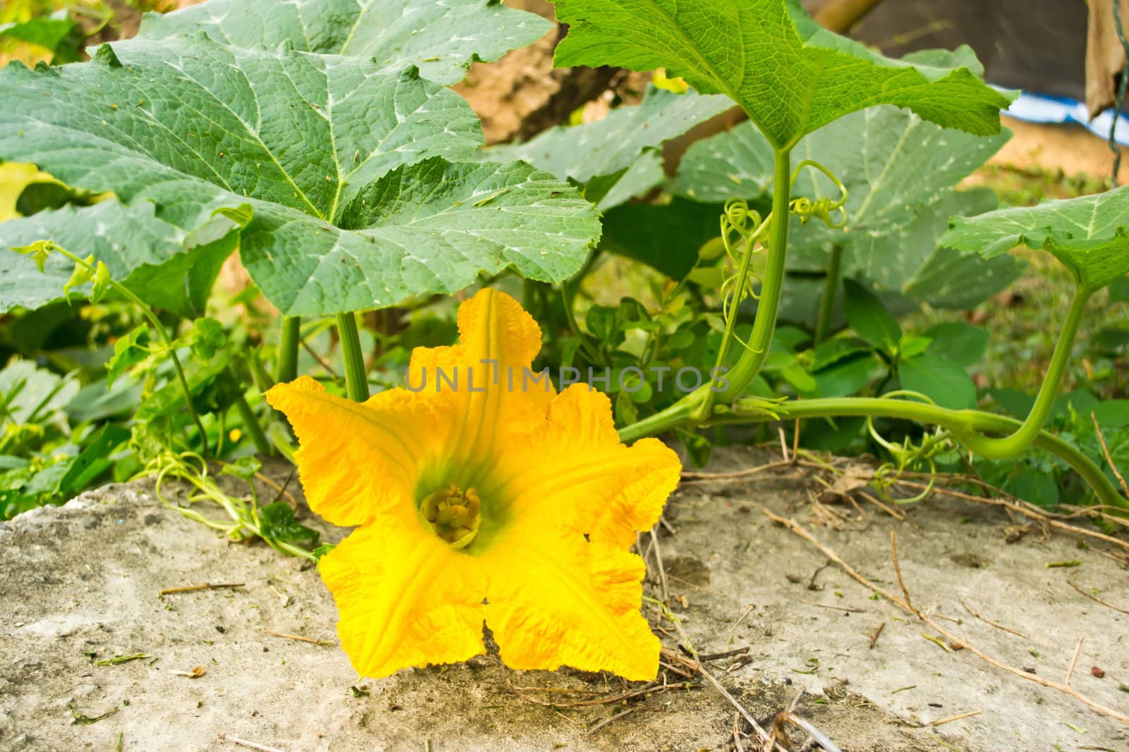 Pumpkin yellow flower