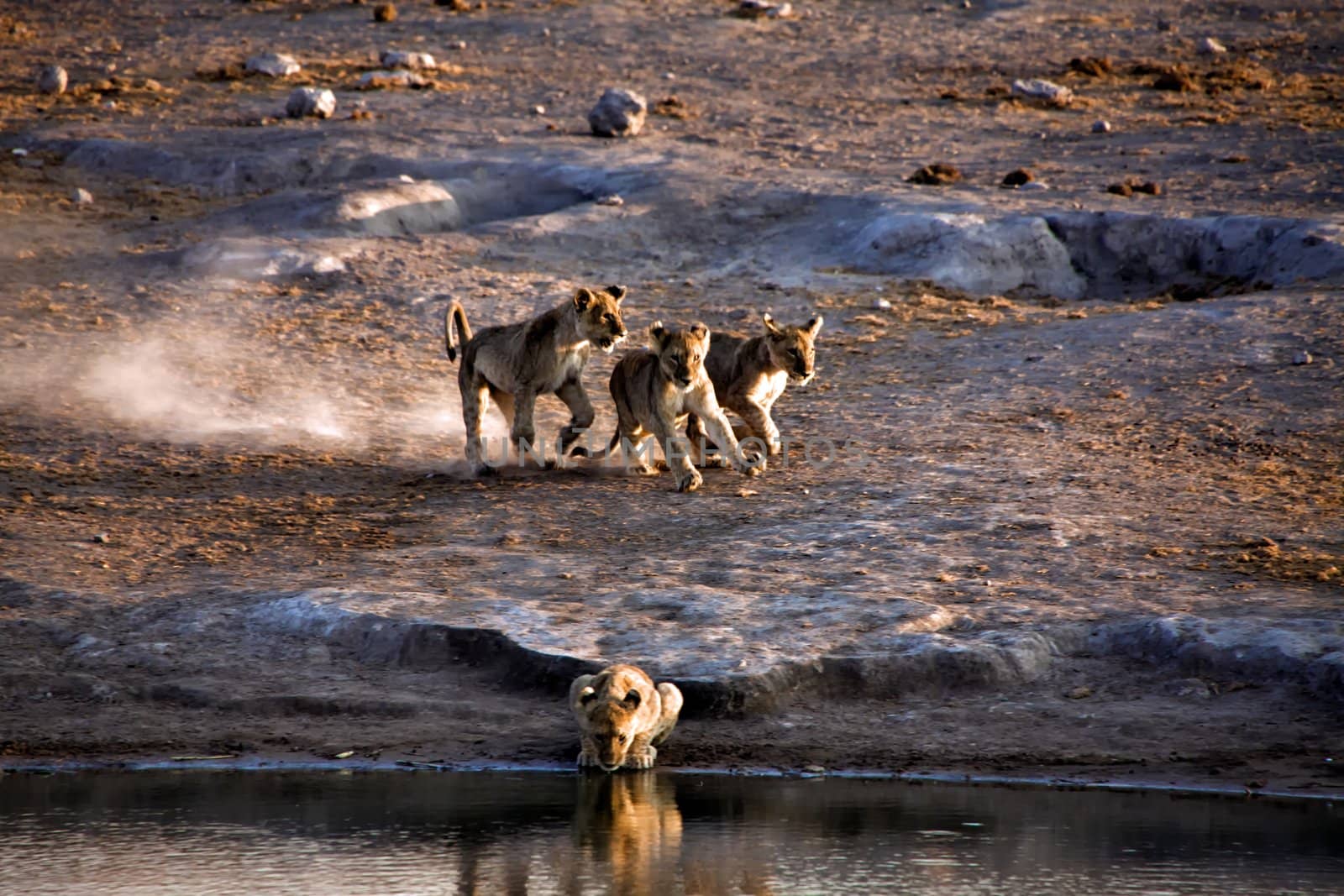 lion cub running near a waterhole at etosha national park namibia