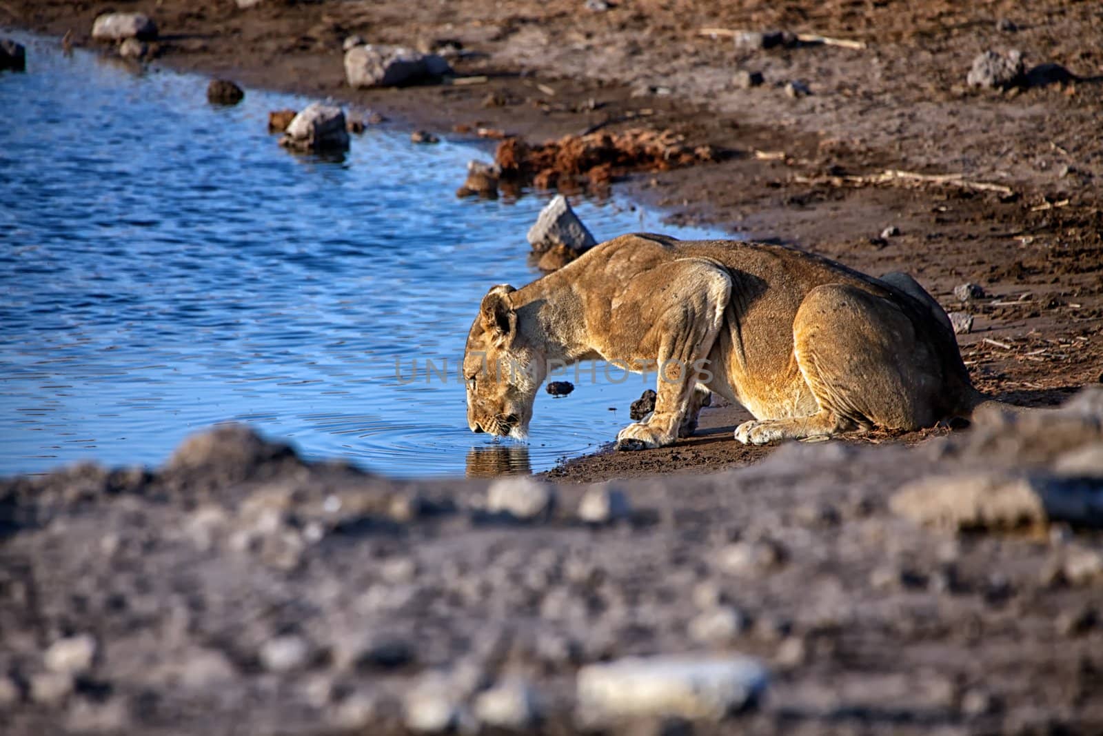 lioness drinking water at chudob waterhole etosha national park