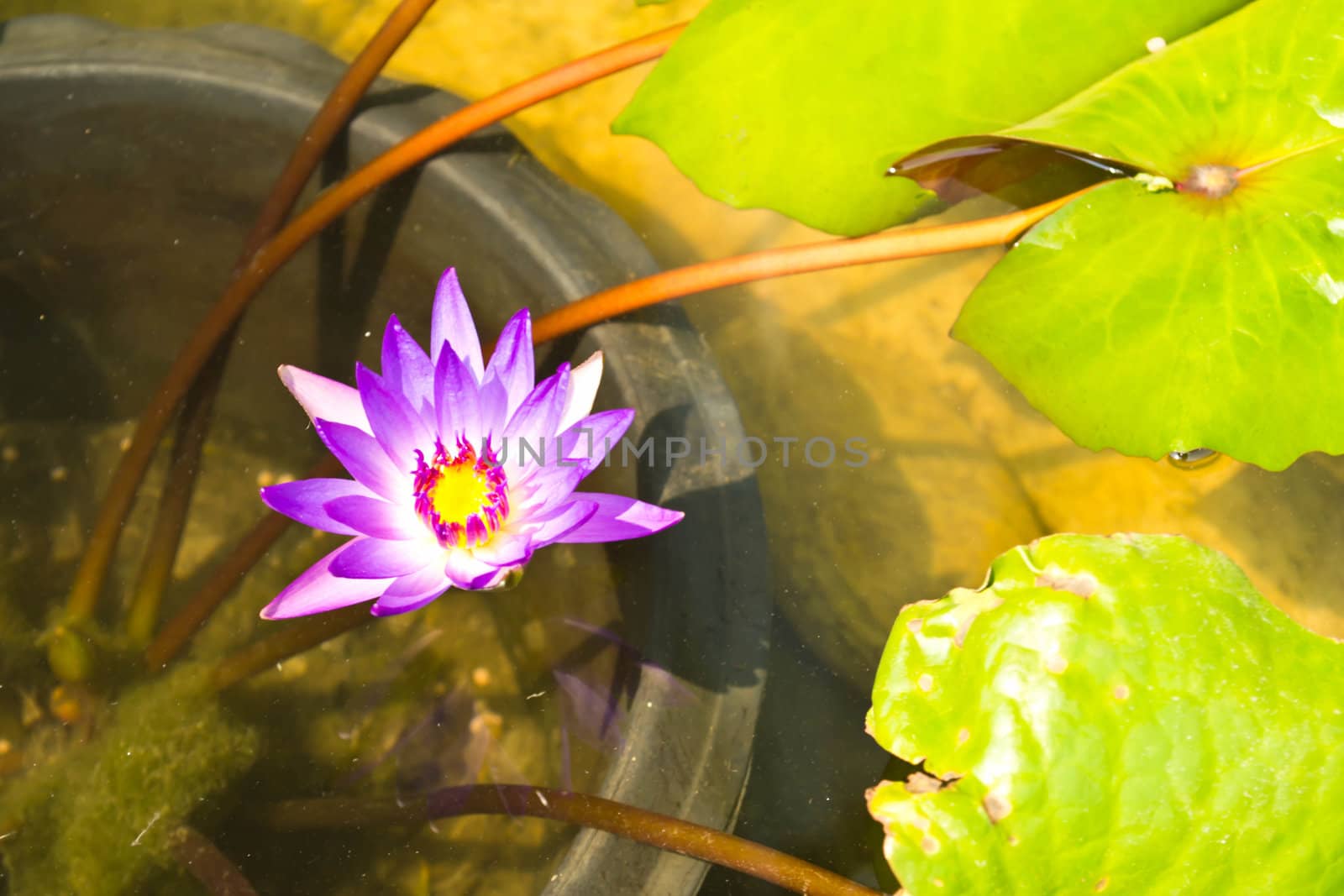 Lotus flower