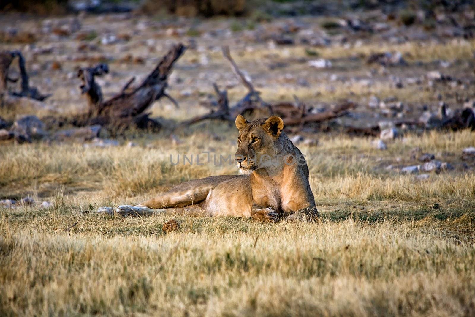 lioness in etosha national park namibia africa