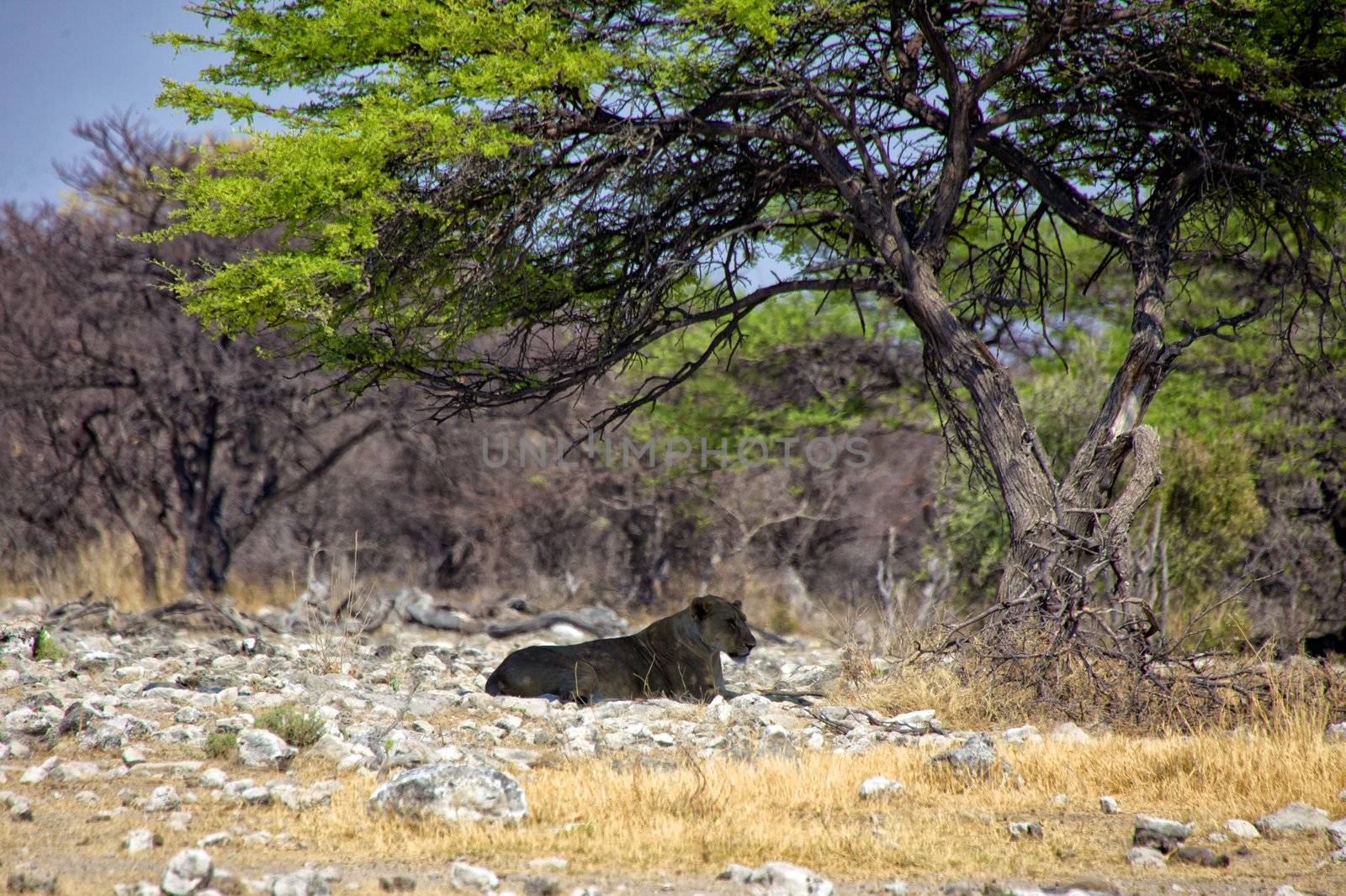 lioness under a tree at etosha national park namibia