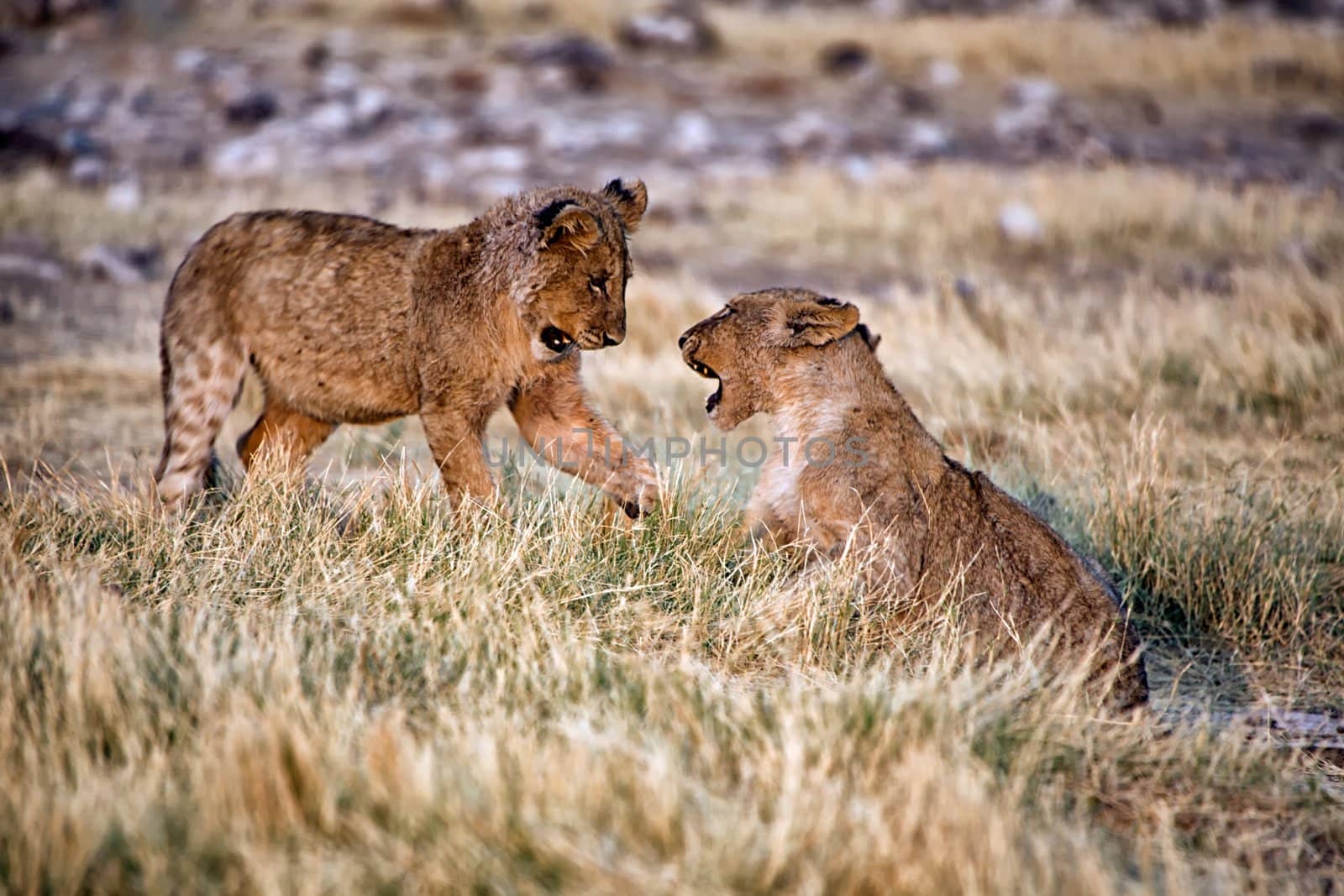 lions playing in ethosha national park namibia