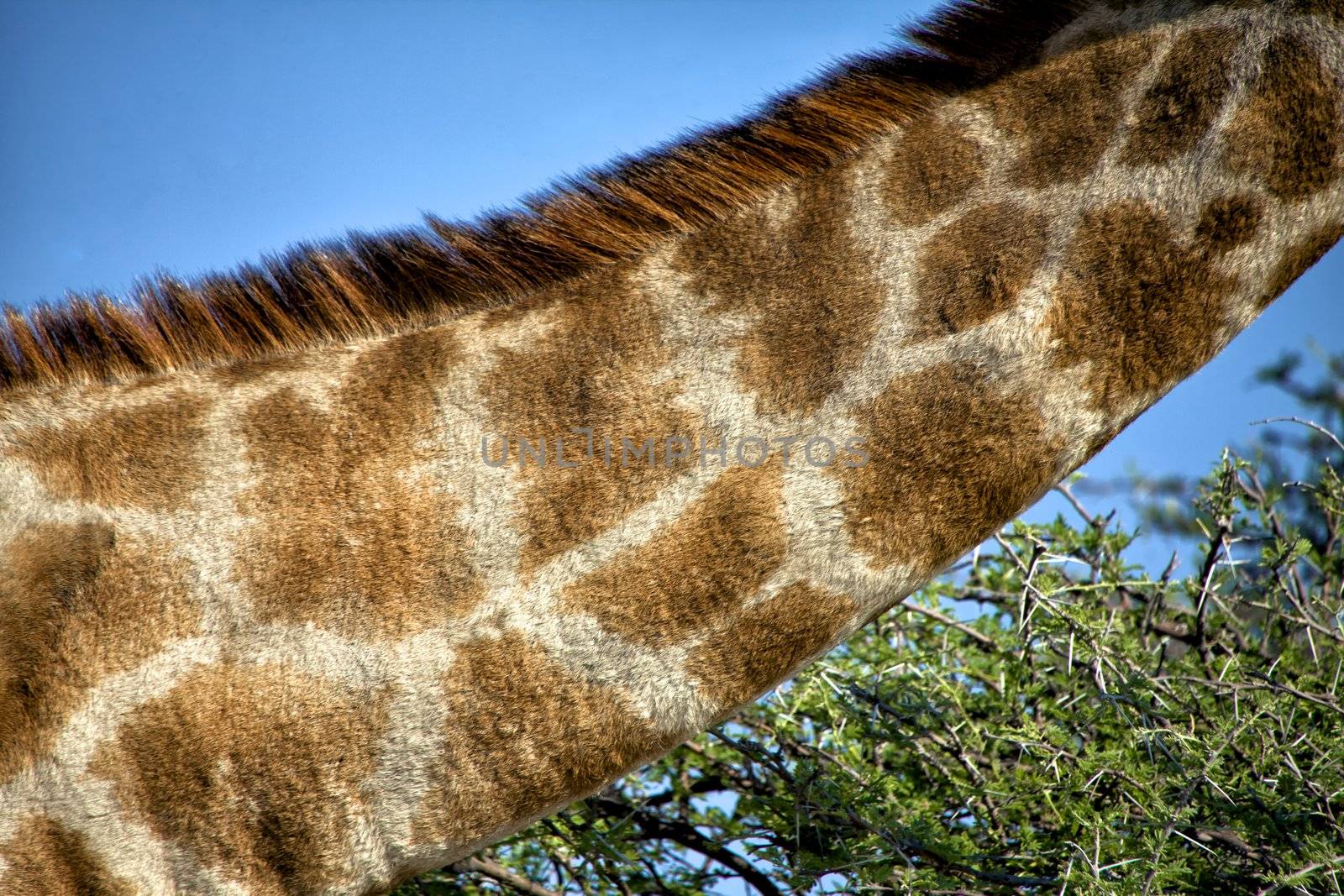 neck of a giraffe in etosha national park namibia