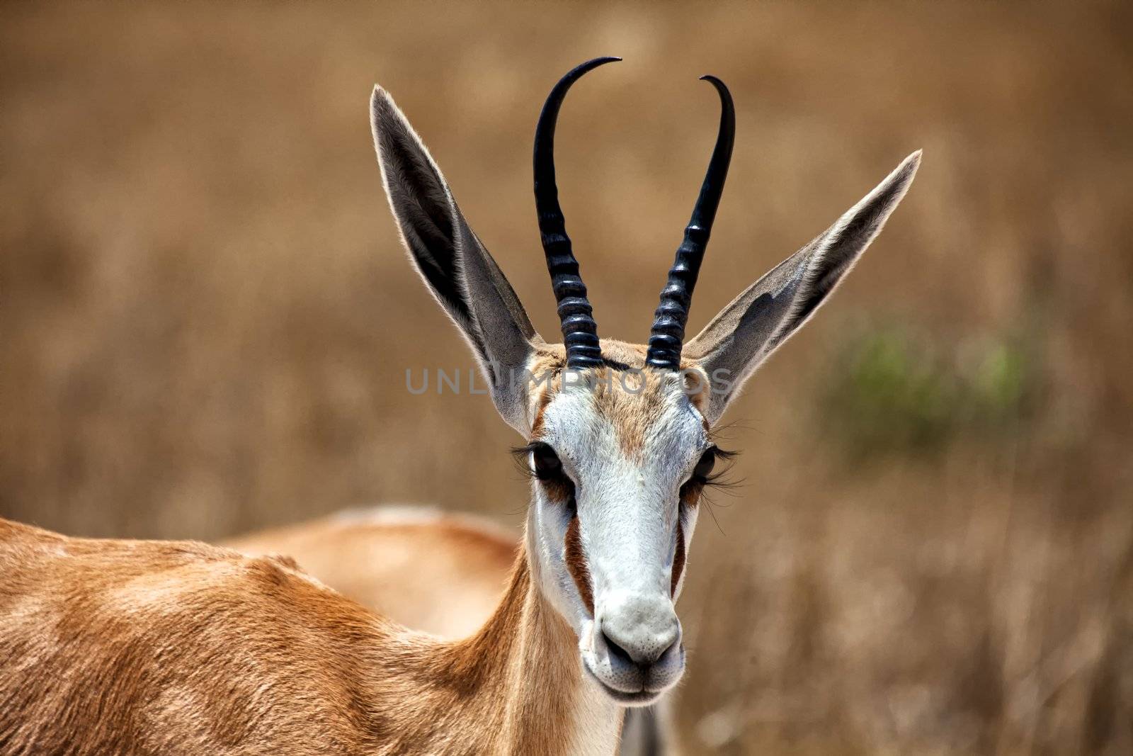 nice springbok in etosha national park namibia