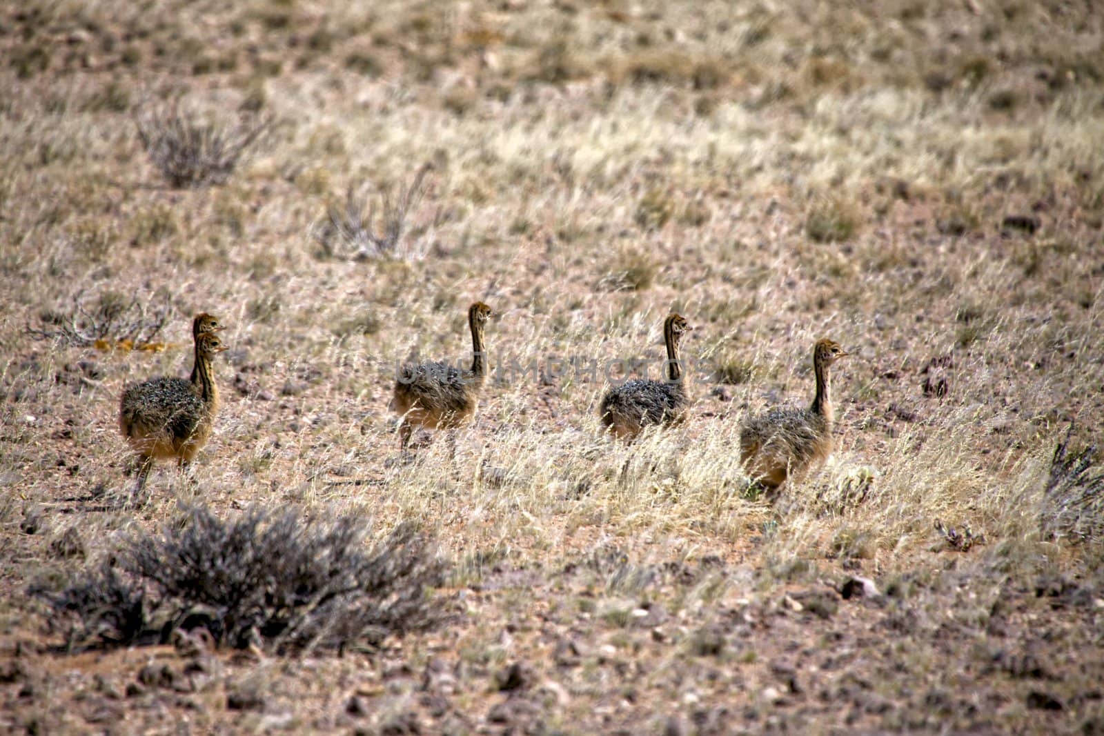 ostrich cub near luderitz sperrgebiet national park namibia africa