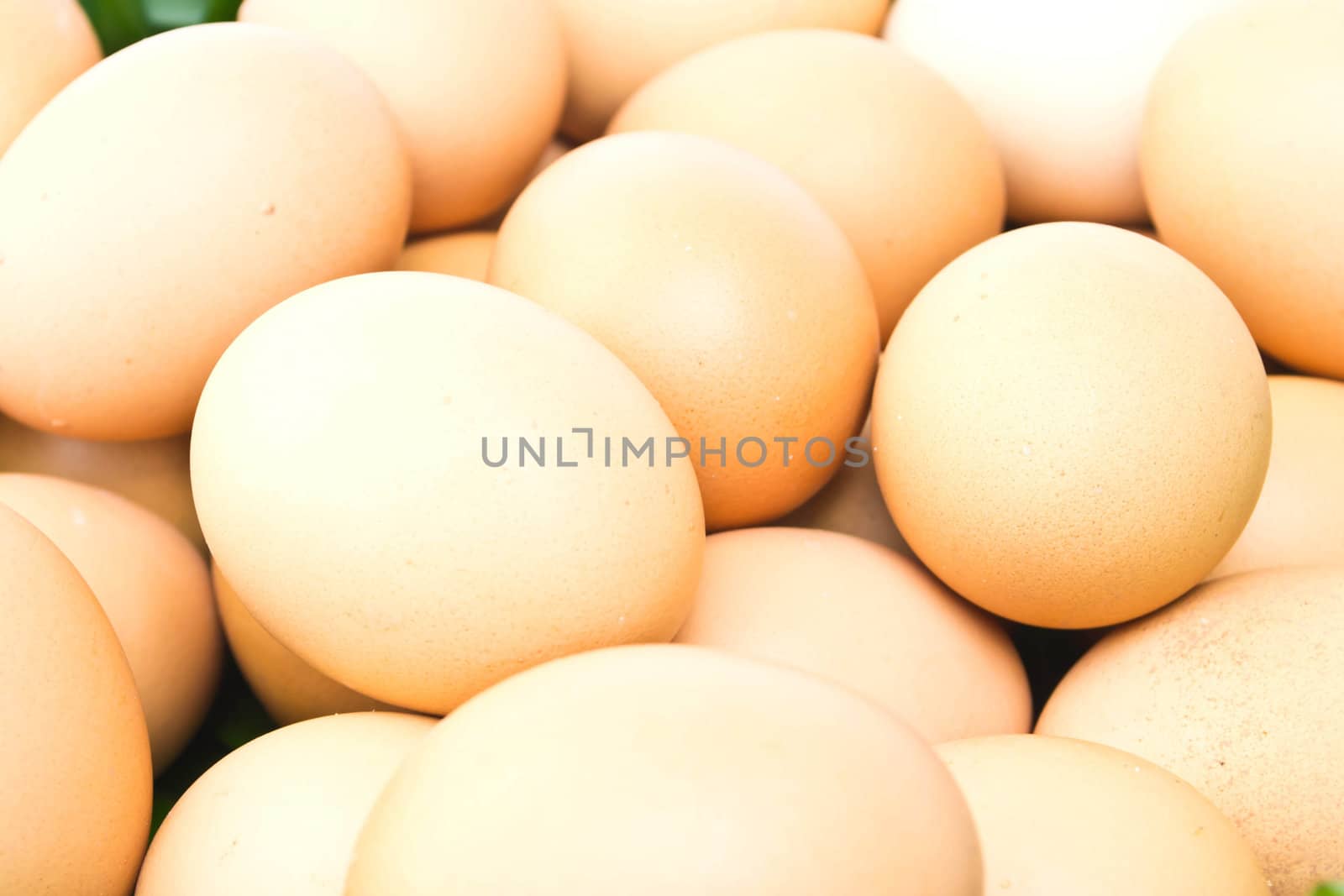 Egg on a white background
