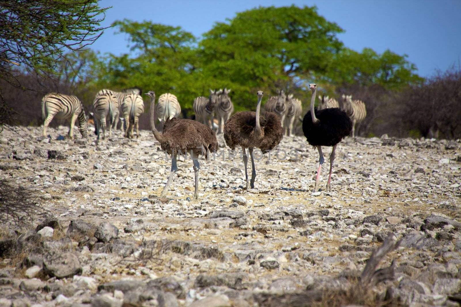 Three Ostrich in etosha national park namibia
