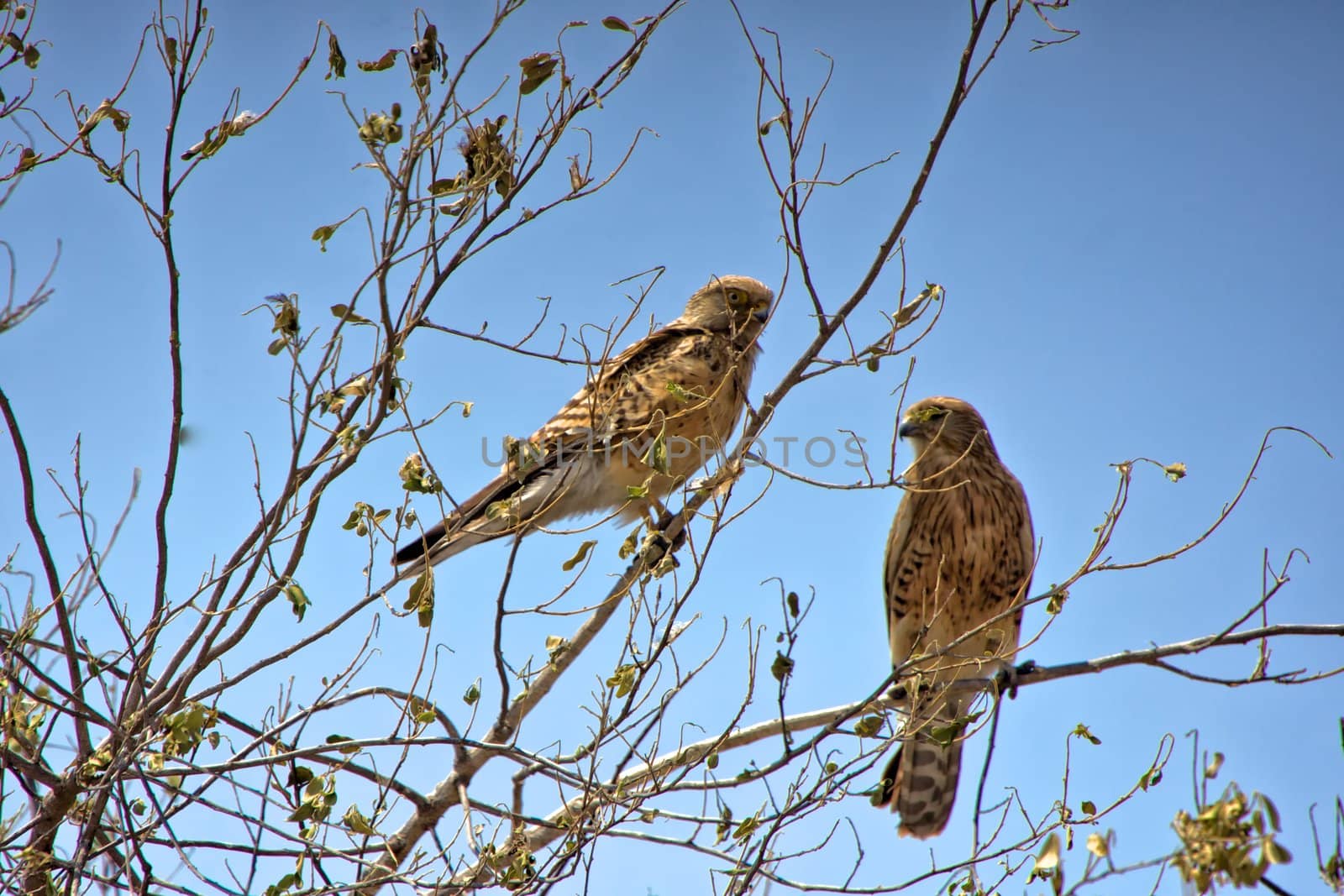 two birds of prey in etosha national park namibia