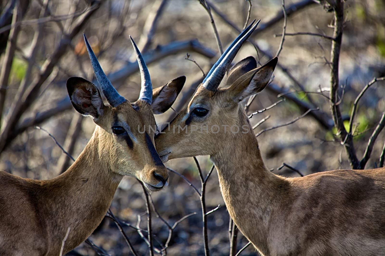 two black faced impala in Etosha National park