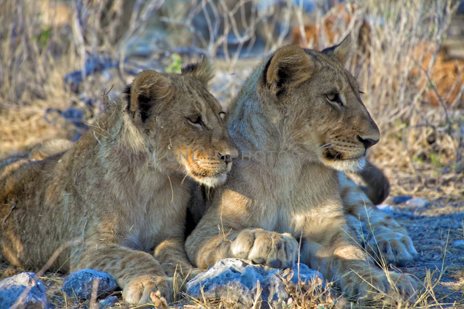two brothers lion cubs at etosha national park namibia africa